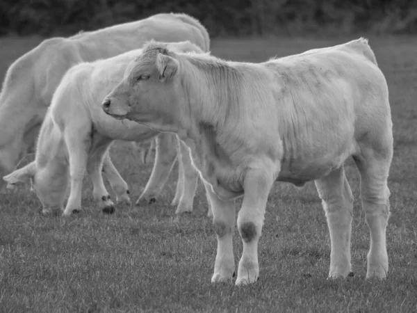 Vacas Blancas Alemania —  Fotos de Stock