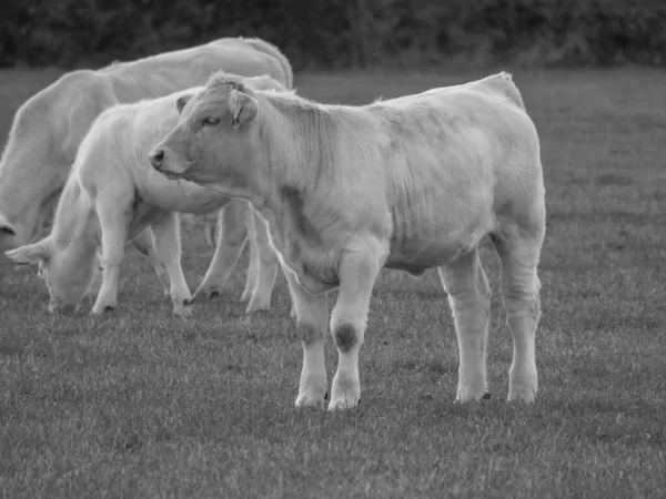 White Cows Germany — Stock Photo, Image