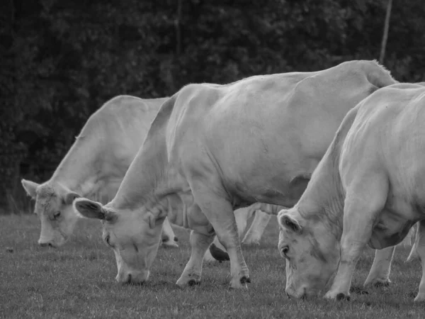 Almanya 'da beyaz inekler