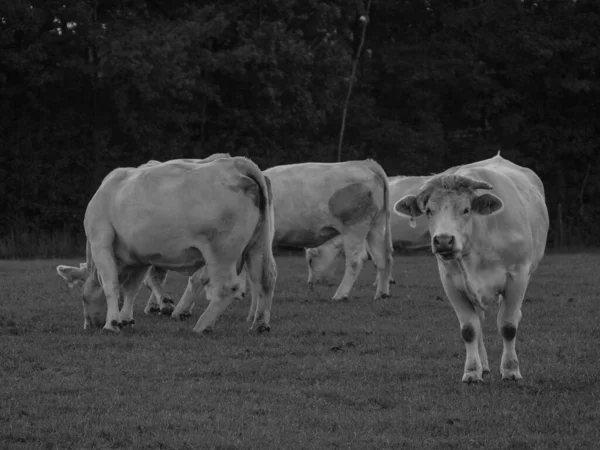 Vacas Brancas Alemanha — Fotografia de Stock