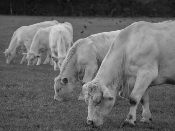 Almanya 'da beyaz inekler