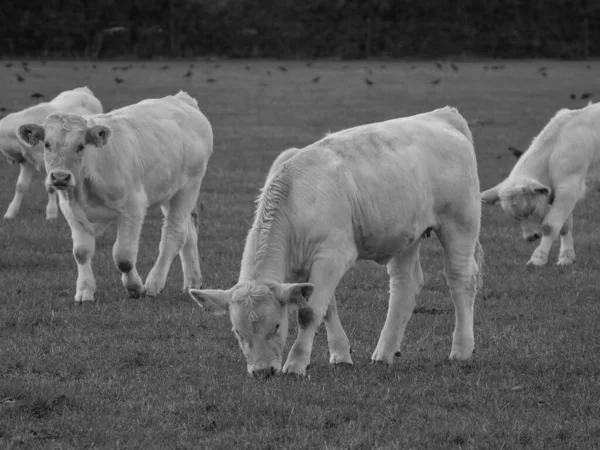Белые Коровы Германии — стоковое фото