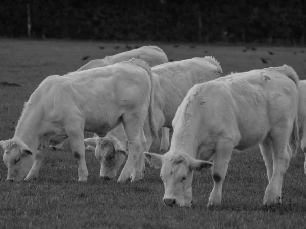 Vacas Blancas Alemania —  Fotos de Stock