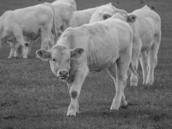 Almanya 'da beyaz inekler