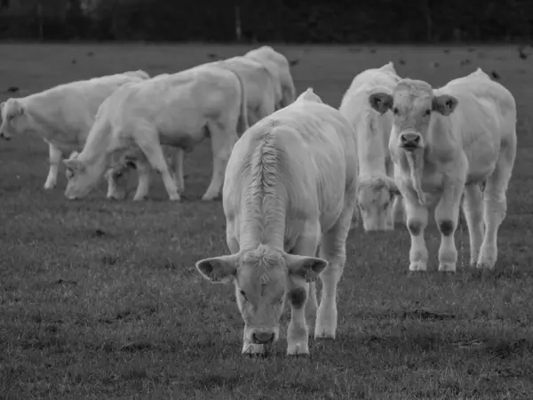 Белые Коровы Германии — стоковое фото