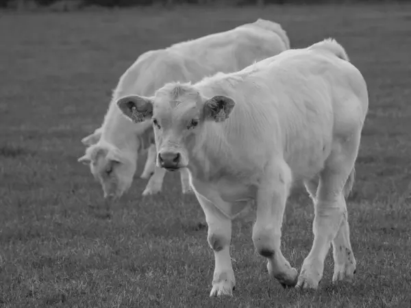 德国的白奶牛 — 图库照片