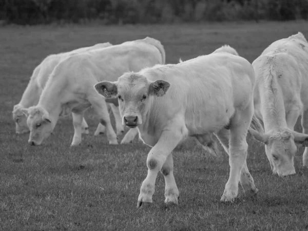 Witte Koeien Duitsland — Stockfoto