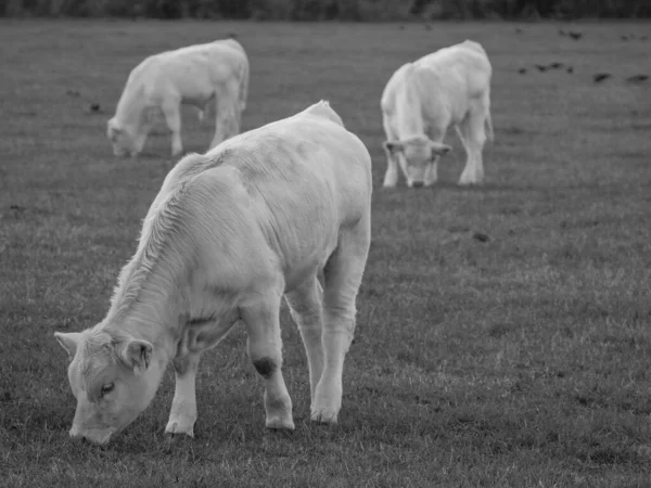 Almanya 'da beyaz inekler