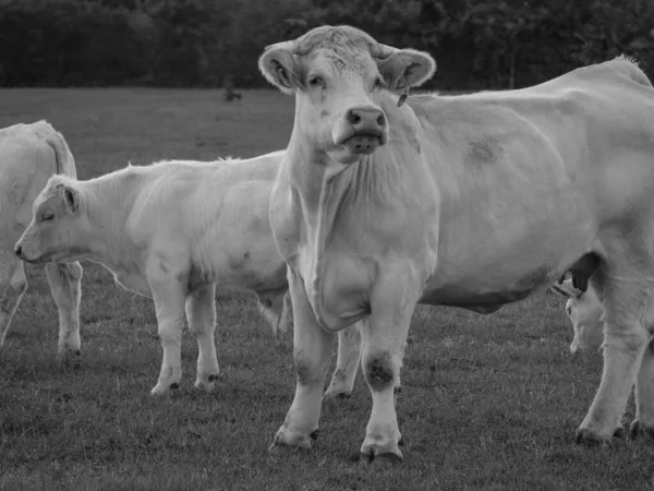 Witte Koeien Duitsland — Stockfoto