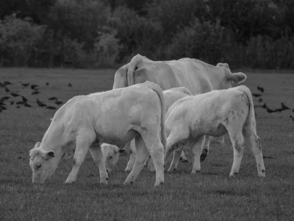德国的白奶牛 — 图库照片