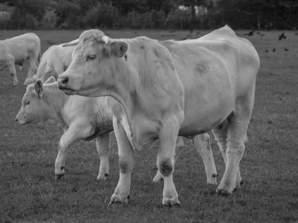 Vacas Blancas Alemania —  Fotos de Stock