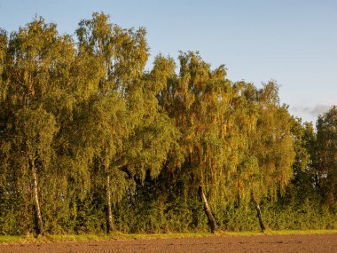 İsviçre 'deki Alpler