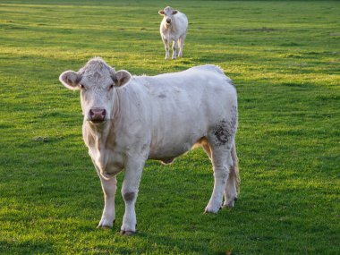 İsviçre 'deki Alpler