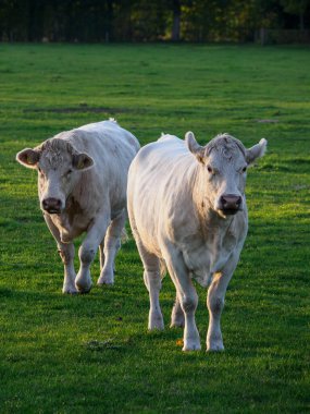 İsviçre 'deki Alpler