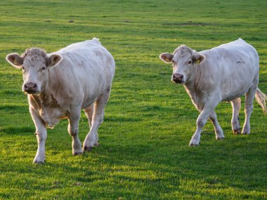 İsviçre 'deki Alpler