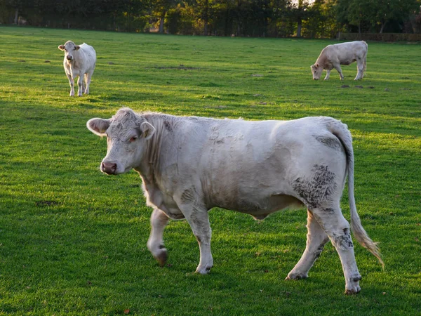 Alperna Schweiz — Stockfoto