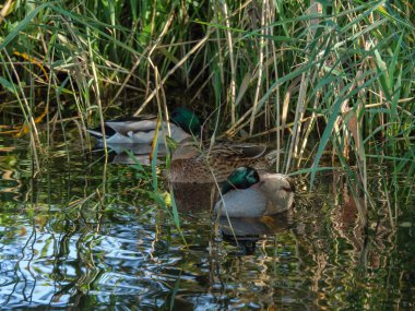 Hollanda 'daki Giethoorn' un küçük bir köyü.