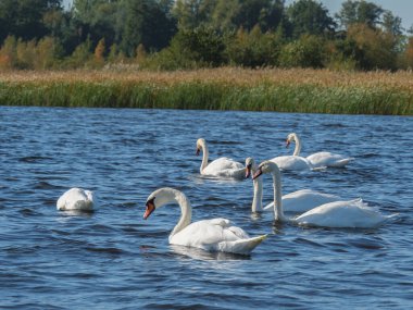 Hollanda 'daki Giethoorn' un küçük bir köyü.