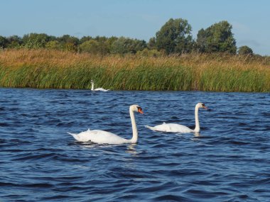 Hollanda 'daki Giethoorn' un küçük bir köyü.