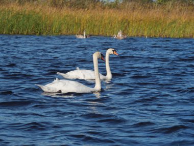 Hollanda 'daki Giethoorn' un küçük bir köyü.