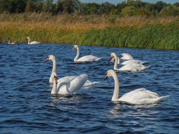 Das Kleine Dorf Giethoorn Den Niederlanden — Stockfoto