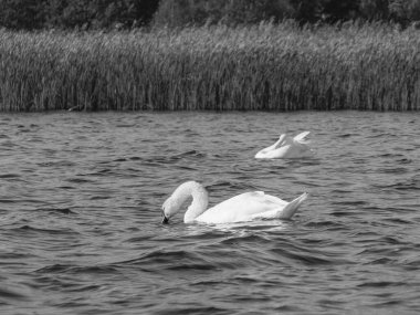 Hollanda 'daki Giethoorn' un küçük bir köyü.