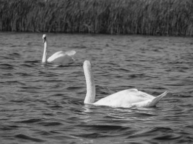 Hollanda 'daki Giethoorn' un küçük bir köyü.