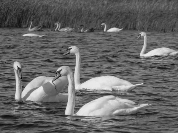 Μικρό Χωριό Giethoorn Στην Ολλανδία — Φωτογραφία Αρχείου