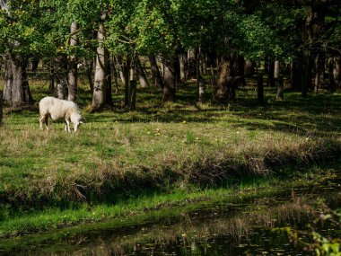 Schuettorf şehri Almanya 'nın Vechte nehrinde.