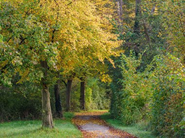 Almanya 'da Sonbahar Nehirinde Aa