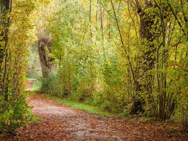 Almanya 'da Sonbahar Nehirinde Aa