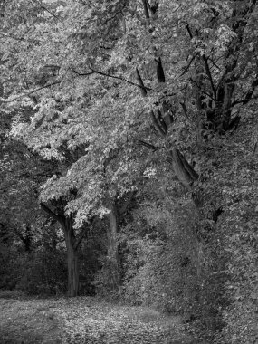 Almanya 'da Sonbahar Nehirinde Aa