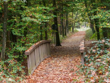Alman Ormanında Sonbahar