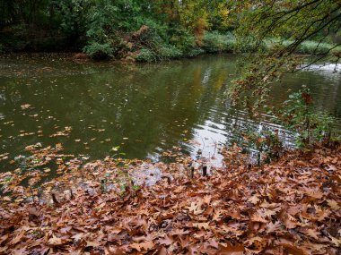 Alman Ormanında Sonbahar
