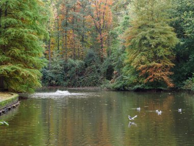 Alman Ormanında Sonbahar