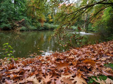 Alman Ormanında Sonbahar