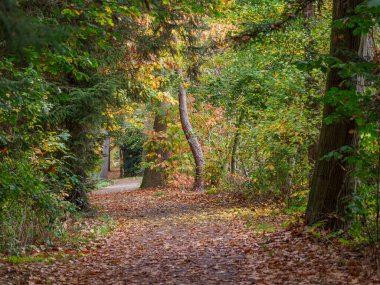 Alman Ormanında Sonbahar