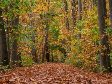 Alman Ormanında Sonbahar