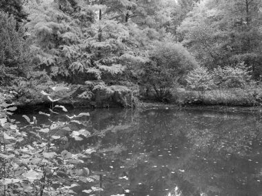 Alman Ormanında Sonbahar