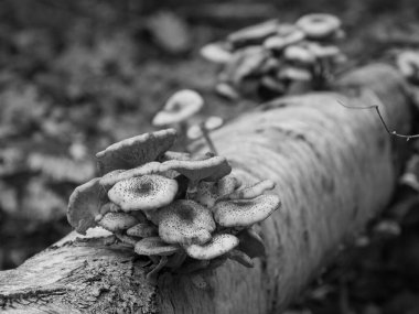 Alman Ormanında Sonbahar