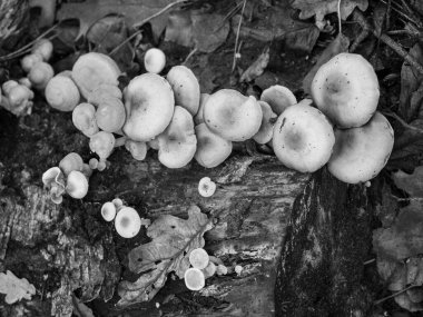 Alman Ormanında Sonbahar