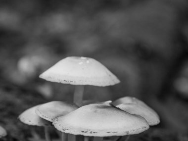 Alman Ormanında Sonbahar