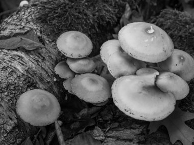 Alman Ormanında Sonbahar