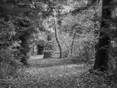 Alman Ormanında Sonbahar