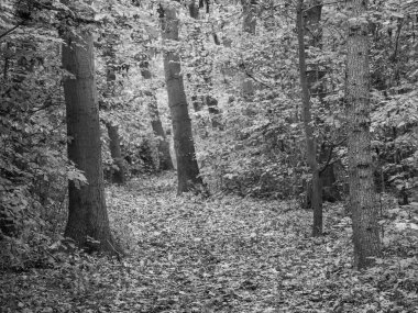 Alman Ormanında Sonbahar