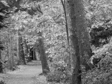 Alman Ormanında Sonbahar