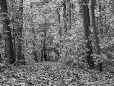 Alman Ormanında Sonbahar