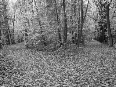 Alman Ormanında Sonbahar