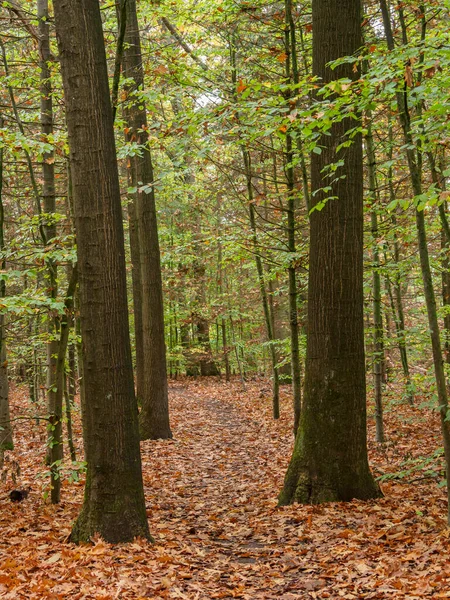 Autumn German Forest — Stock Photo, Image