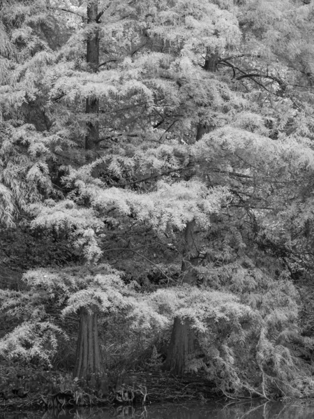 Herbst Deutschen Wald — Stockfoto